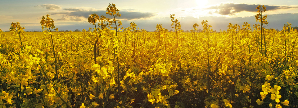 Franklin Soil Fertility - Agriculture Services