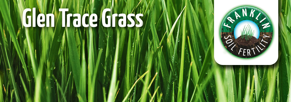 Glen Trace Grass