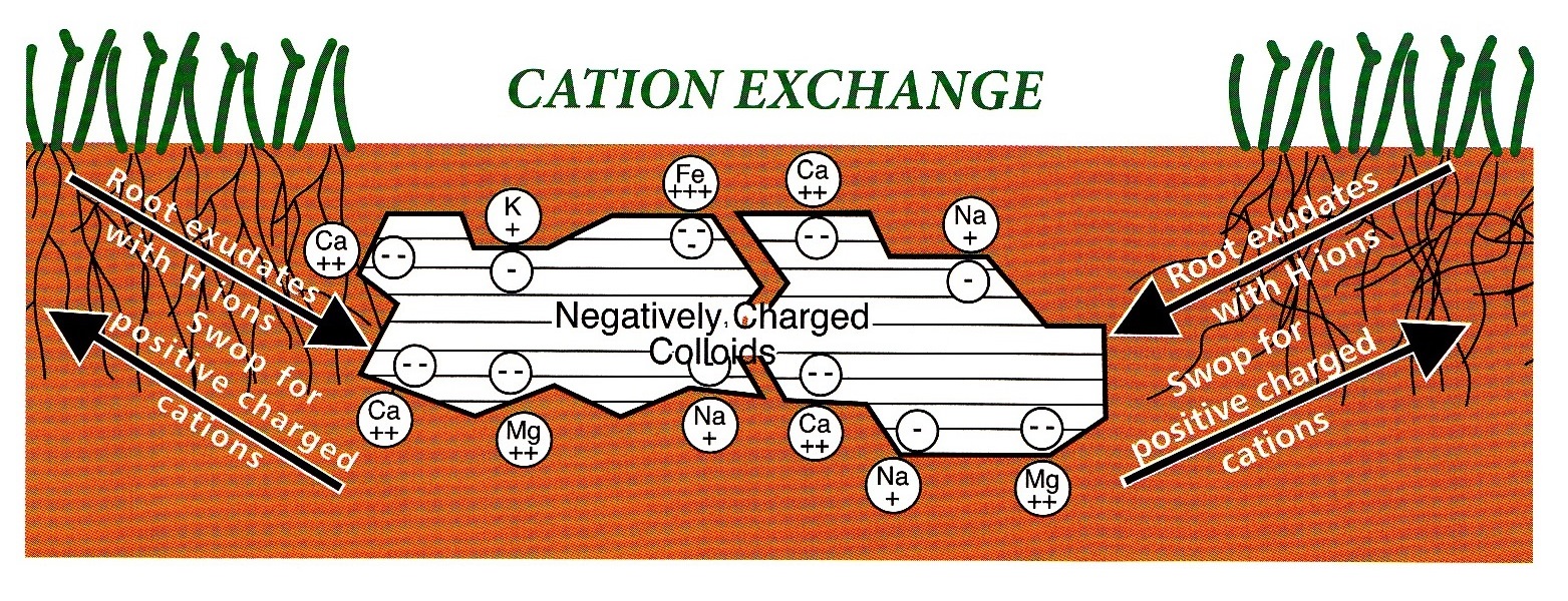 Plant Feeding By Cation Exchange